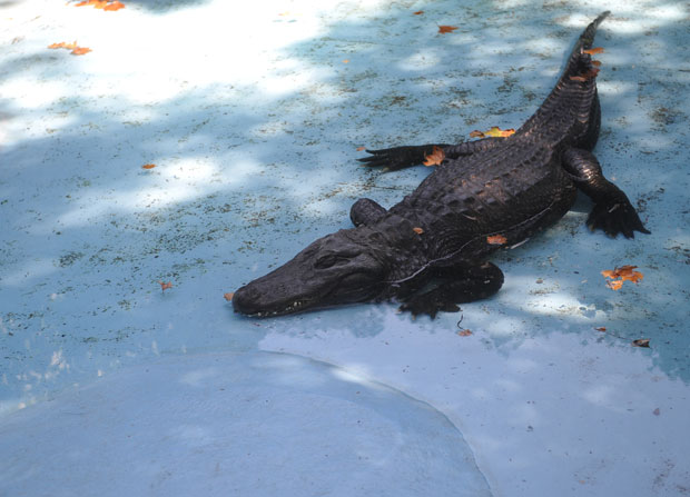 РОЈТЕРС О АЛИГАТОРУ МУЈИ: Живахан док једе, иако понекад промаши плен